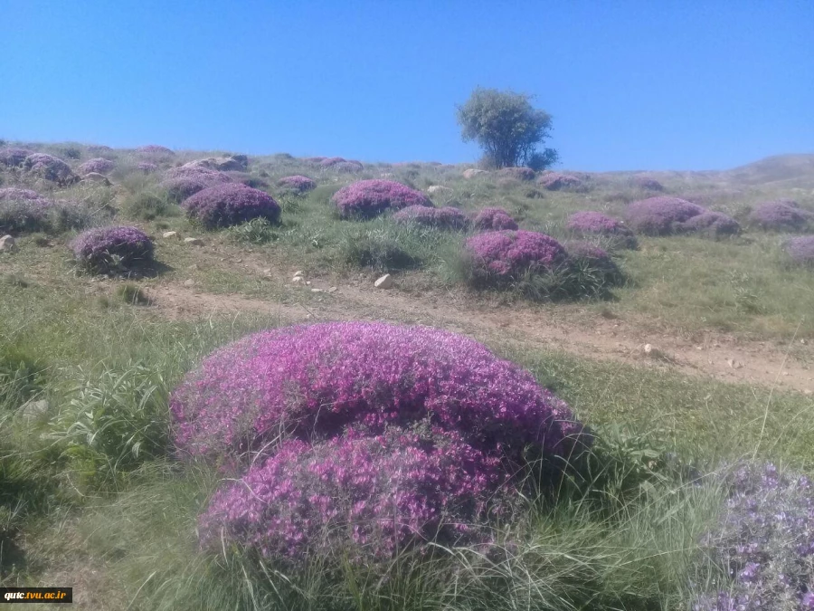 مدیر گروه معماری در زمینه تولید و پرورش زنبور عسل کارآفرینی نمود 3